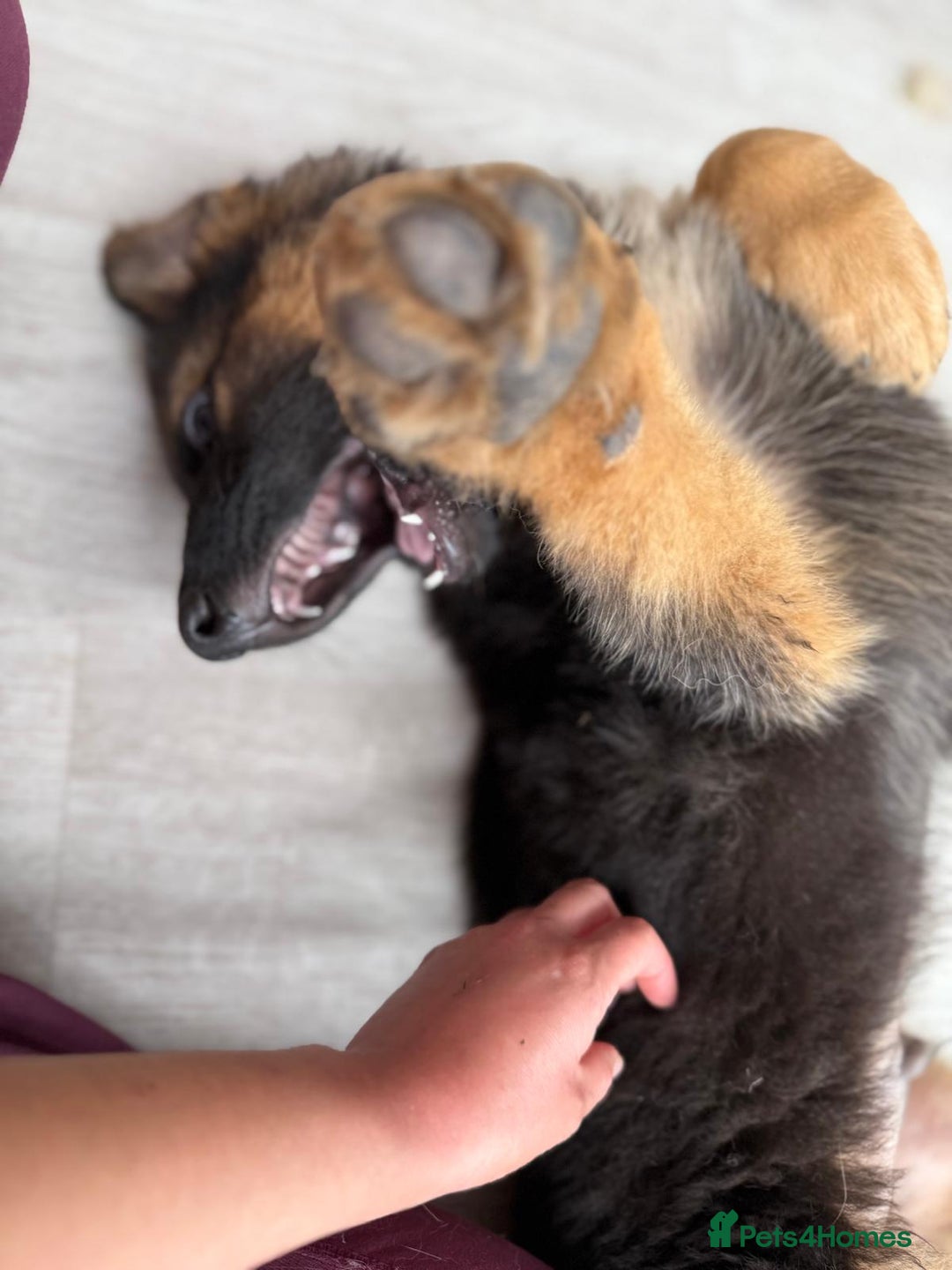 German Shepherd dogs for sale: German Shepherd's gorgeous puppies - Image 13