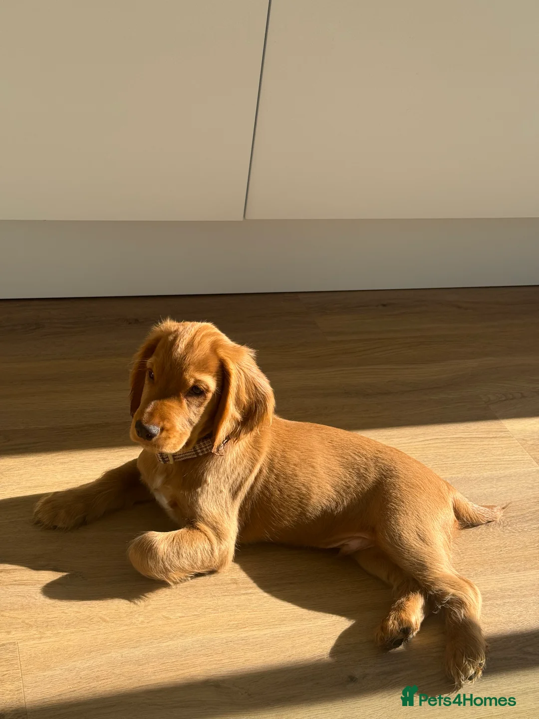 Cocker Spaniel dogs for sale: KC reg 11Wk WCS Puppy Needing Forever Home - Advert 2