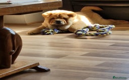 Chow Chow dogs for stud: Kc Red smooth coat for stud  - Image 4