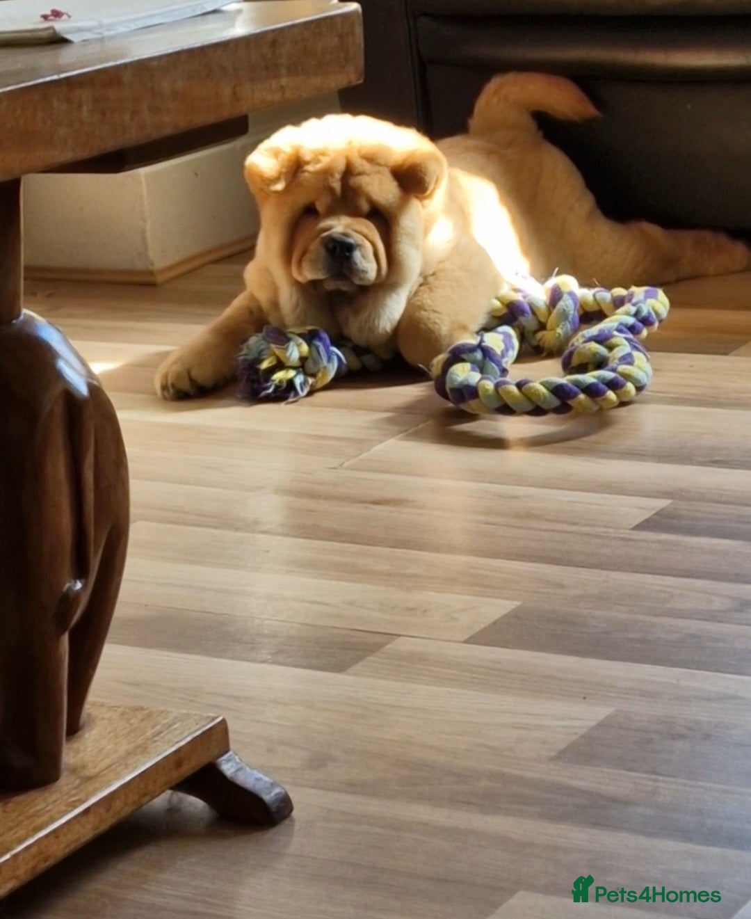 Chow Chow dogs for stud: Kc Red smooth coat for stud  - Image 4