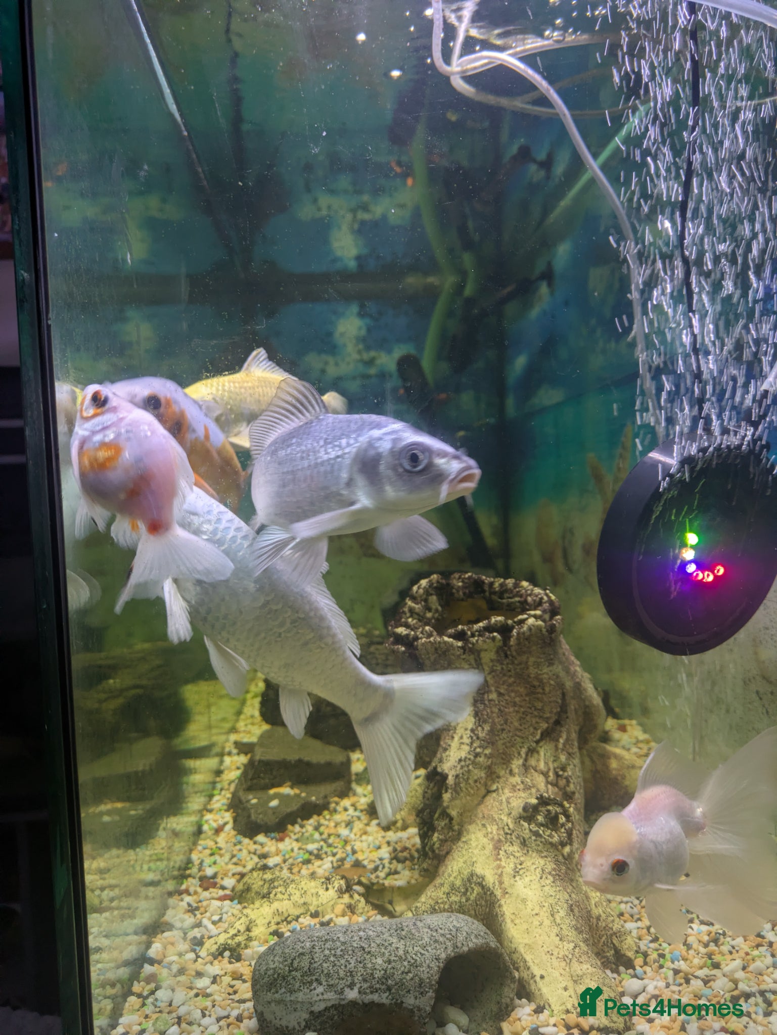 Koi Carp fish for sale: 4x 20 cm koi fish and two goldfish - Advert 4