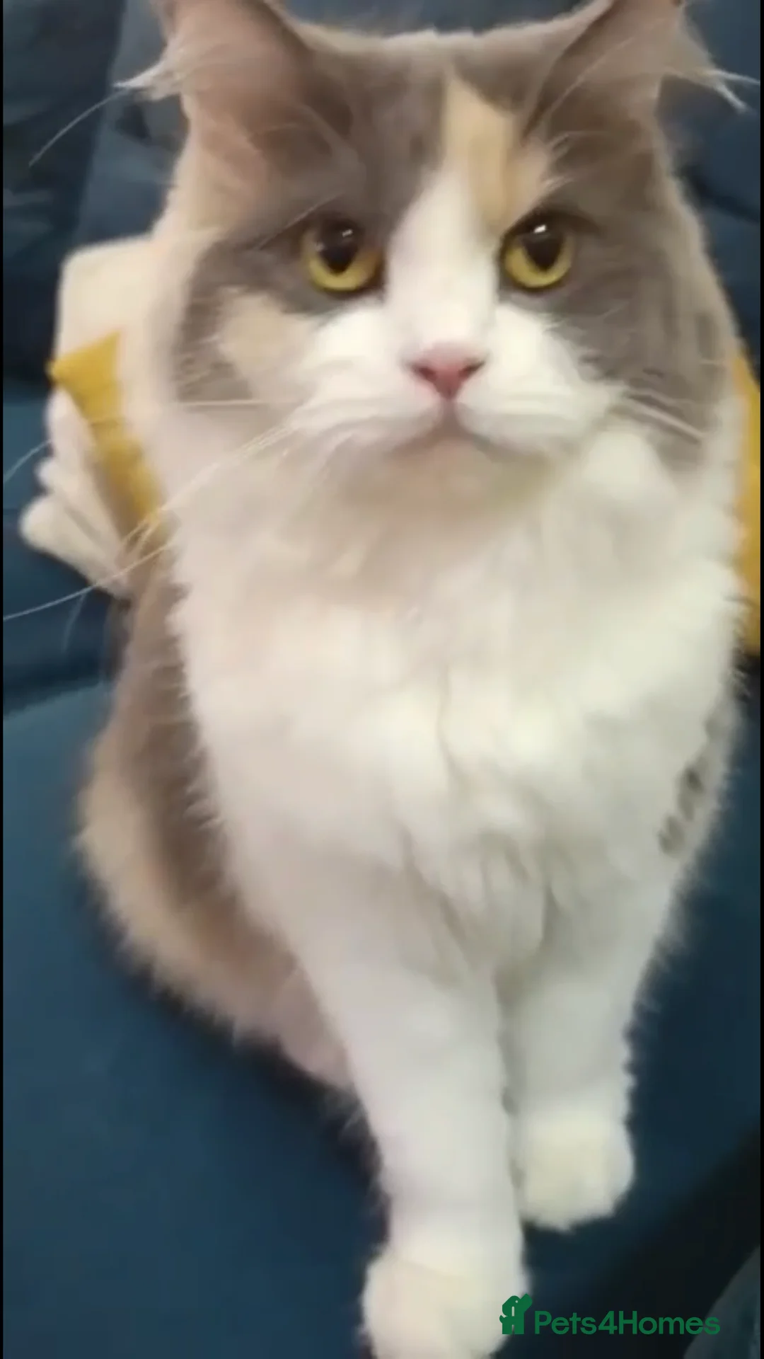 Mixed Breed cats for adoption: ASHLEY- PERSIAN MIX SPAYED VACCINATED CUDDLY GIRL - Advert 2