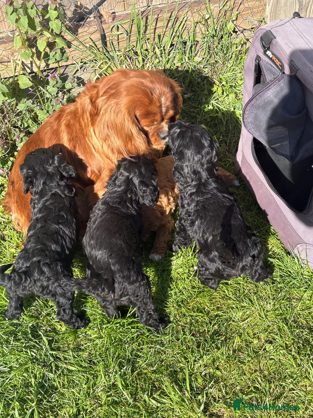 Cavapoo dogs for sale: Cavapoo  - Advert 16