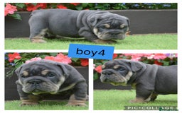 English Bulldog dogs for sale: Outstanding English bulldog puppies  - Image 5