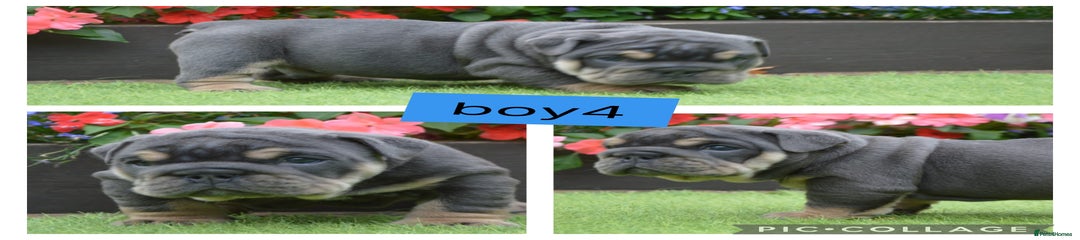 English Bulldog Puppy 1