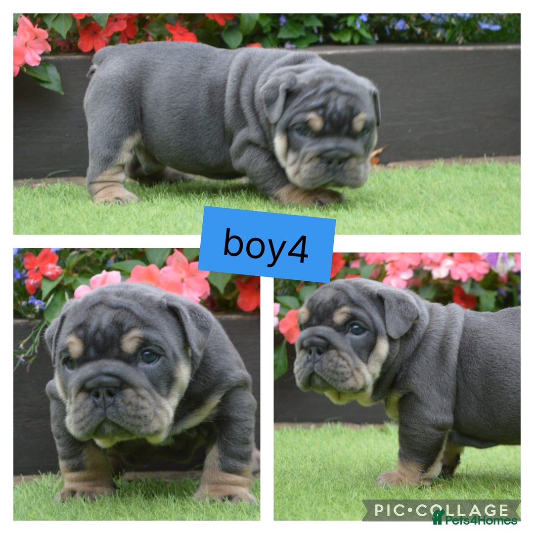 English Bulldog dogs for sale: Outstanding English bulldog puppies  - Image 5