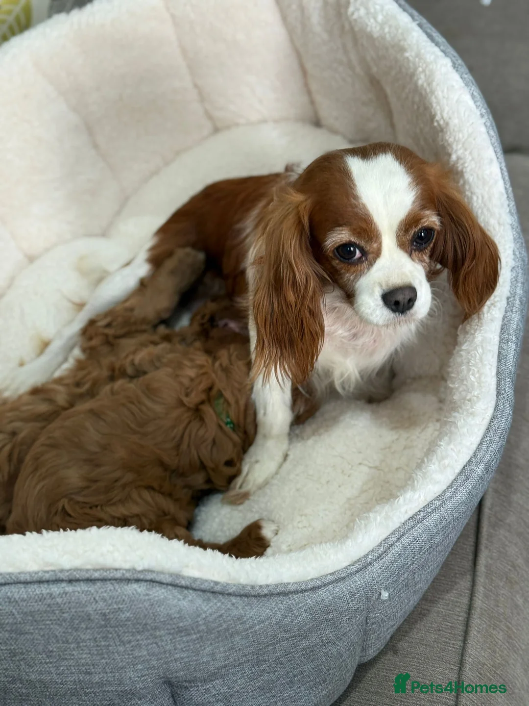 Cavapoo dogs for sale: Red and white F1 Cavapoo puppies - Advert 2