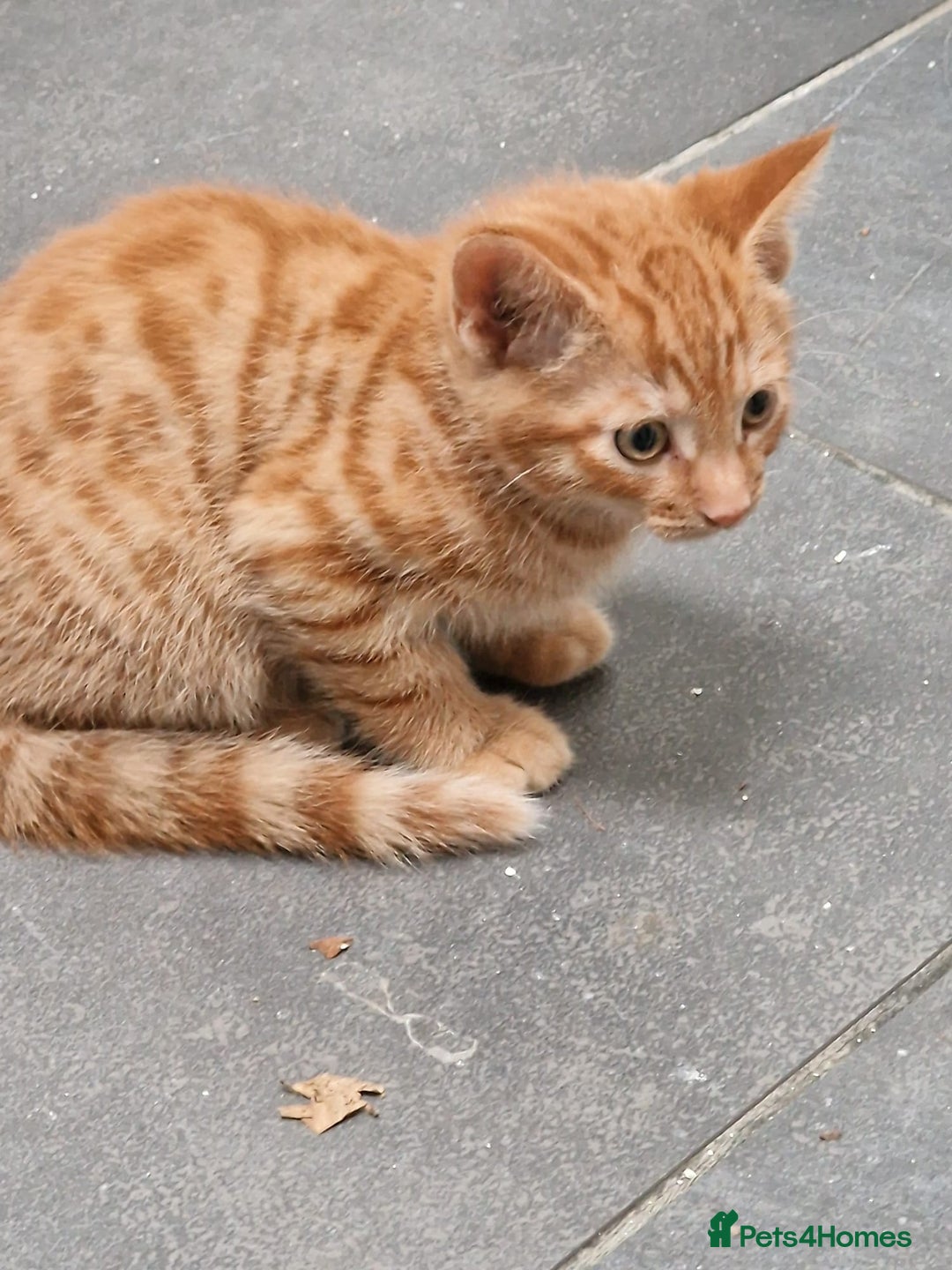 Mixed Breed cats for sale: Cute Ginger Boy ! - Advert 15
