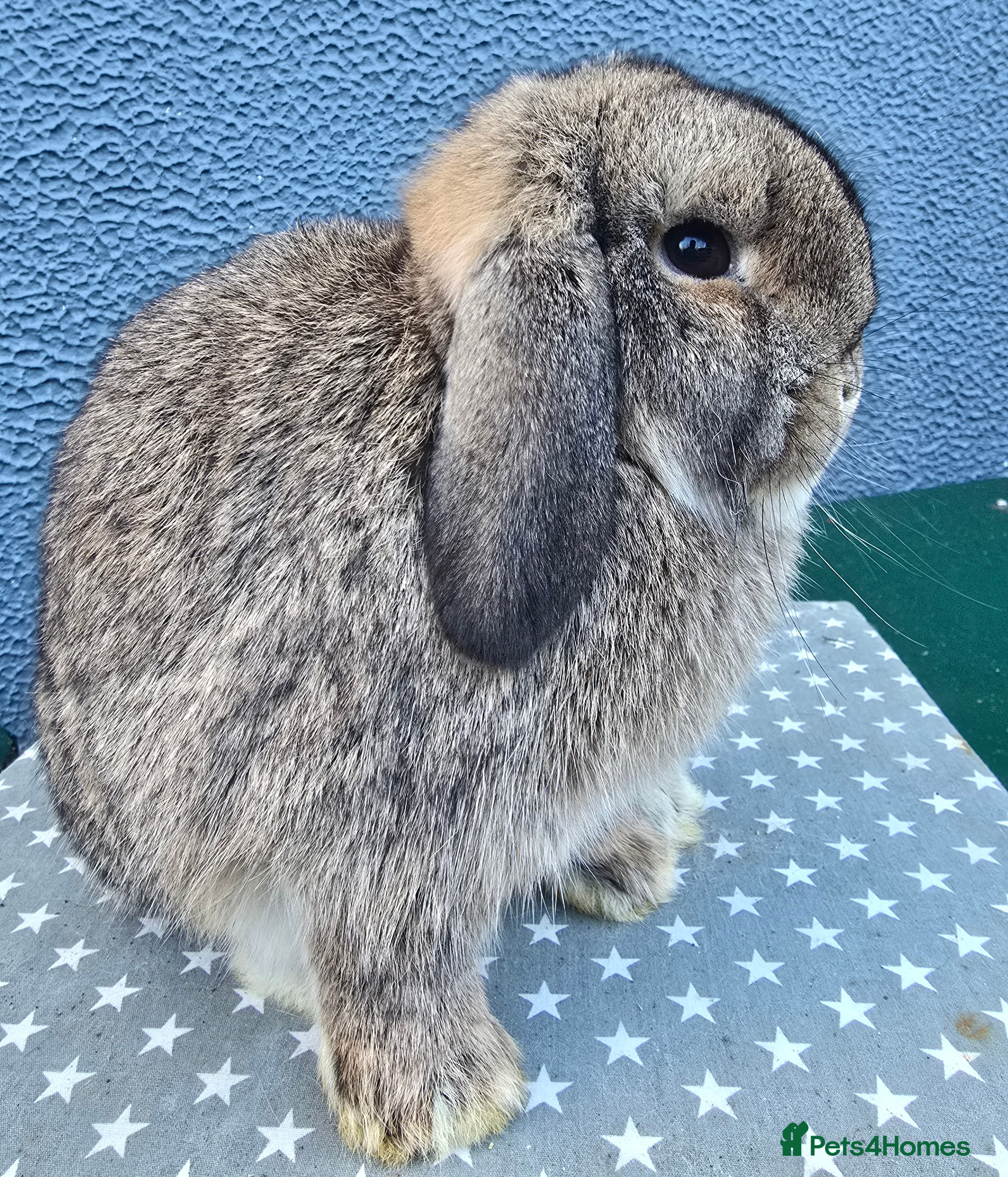 Mini Lop rabbits 3 gorgeous mini lops does available  - Advert 14