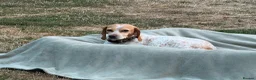 Mixed Breed dogs for adoption: 🍯 Honey: The Pocket Pointer in Maidstone - Advert 7