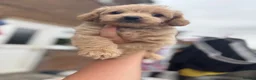 Maltipoo dogs for sale: Outstanding teddy bear  malti-poo - Advert 9