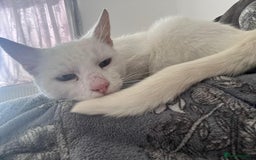 Mixed Breed cats for sale: Male and female cat - Image 6