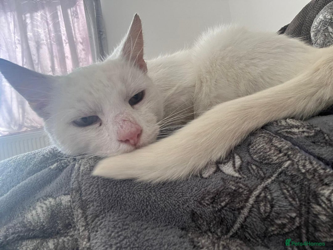 Mixed Breed cats for sale: Male and female cat - Image 6