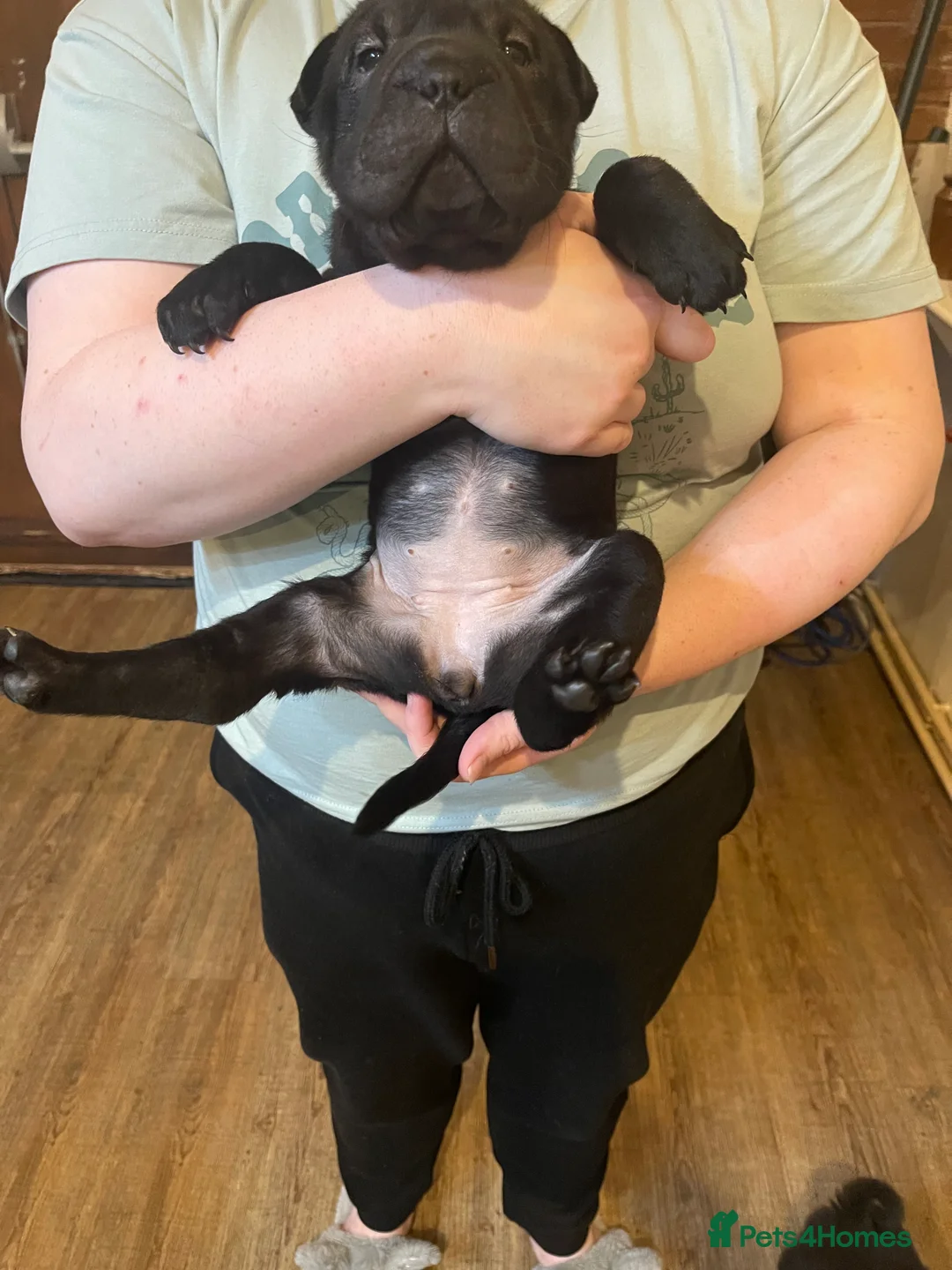 Shar Pei dogs for sale: Shar pei - Advert 8