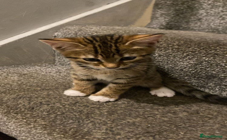 Bengal cats - Advert 8