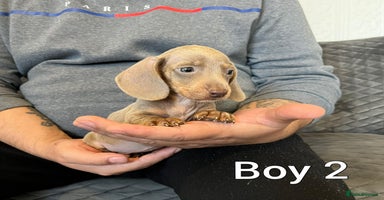 Miniature Dachshund dogs Miniature Dachshund  - Advert 2