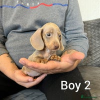 Miniature Dachshund dogs Miniature Dachshund - Advert 2