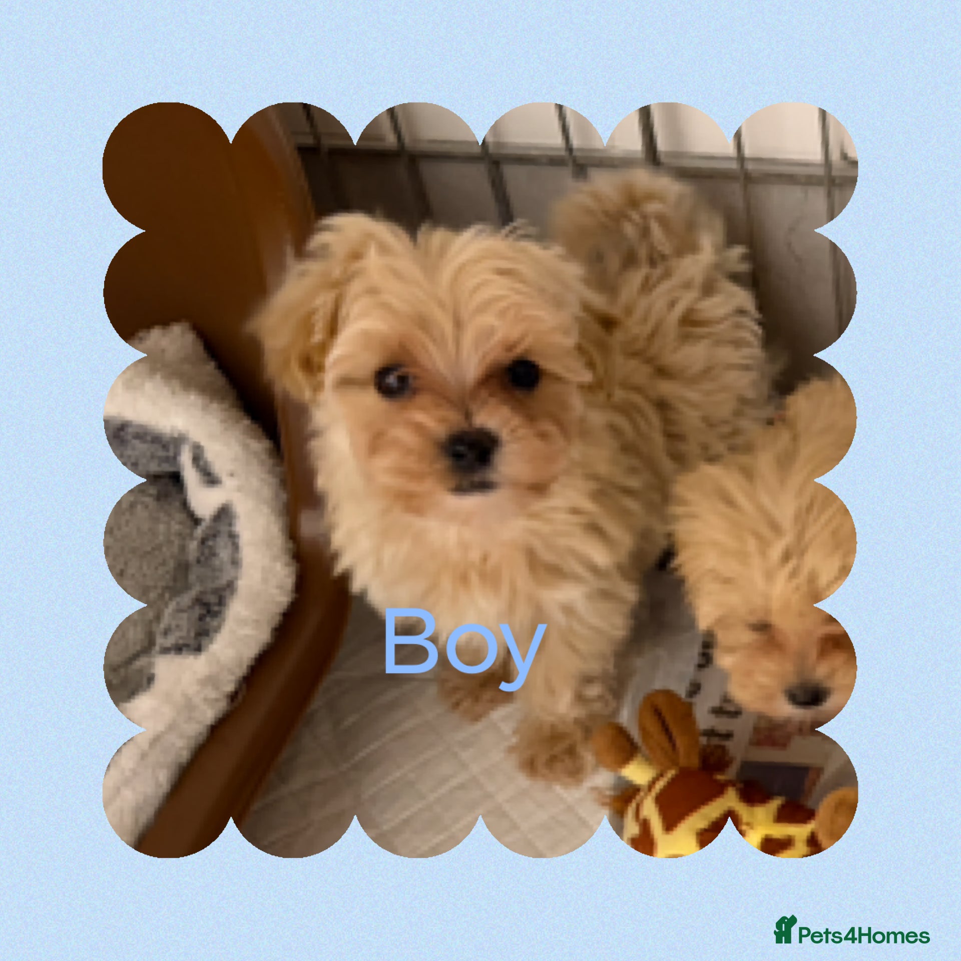 Maltipoo dogs F1 Maltipoo Puppies  - Advert 2