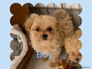 Maltipoo dogs F1 Maltipoo Puppies - Advert 2