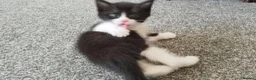 Mixed Breed cats for sale: Tuxedo black and white male kitten in Swansea - Advert 4