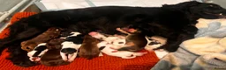 Cocker Spaniel dogs for sale: Stunningly beautiful spaniels  - Advert 23