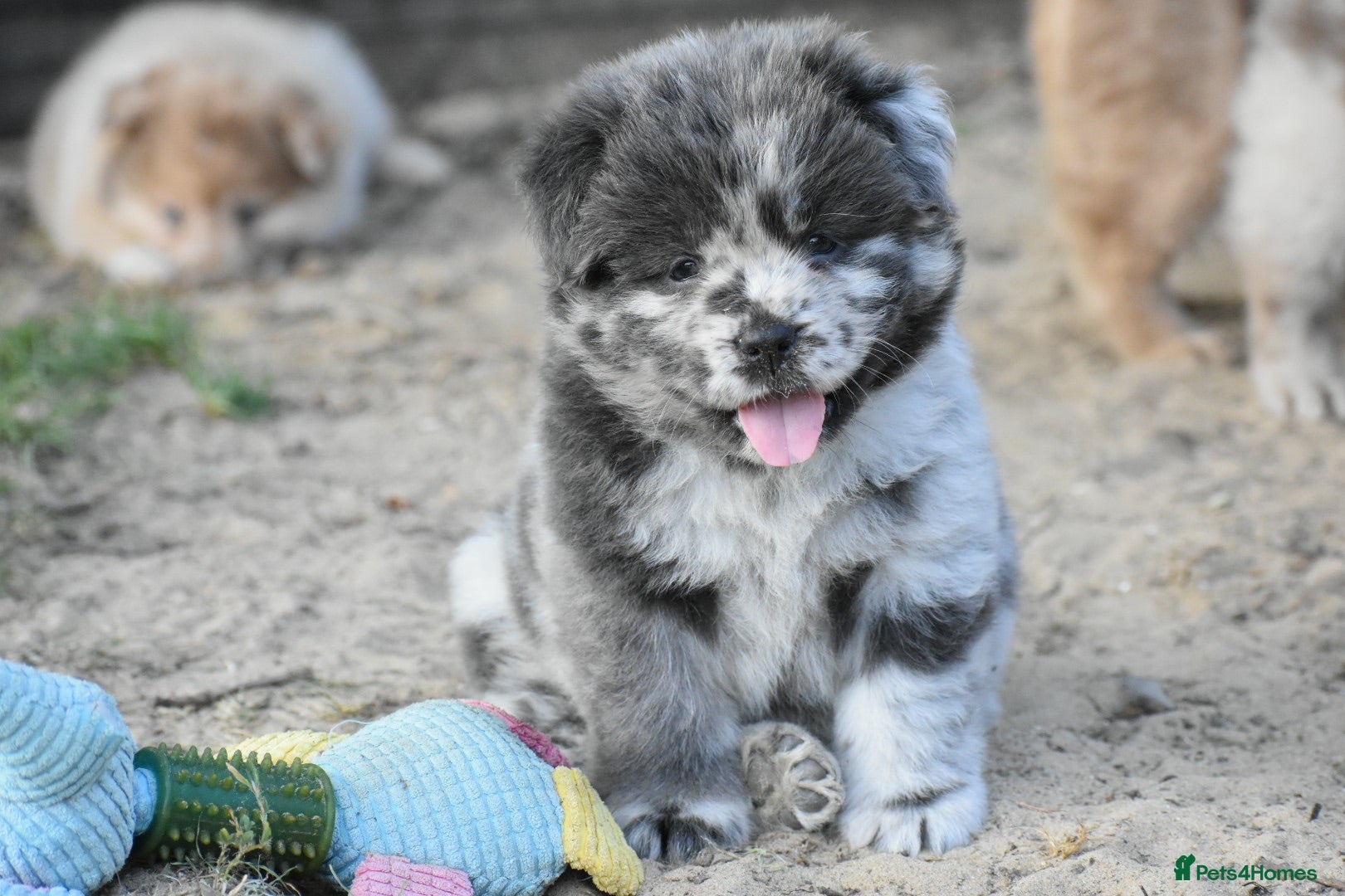Mixed Breed dogs Beautiful teddy bear chowski puppies - Advert 2