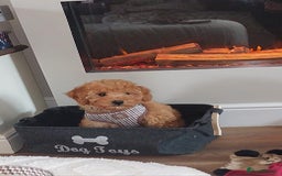 Cavachon dogs for sale: Cavapoochon Boy 16 wks old - Image 11