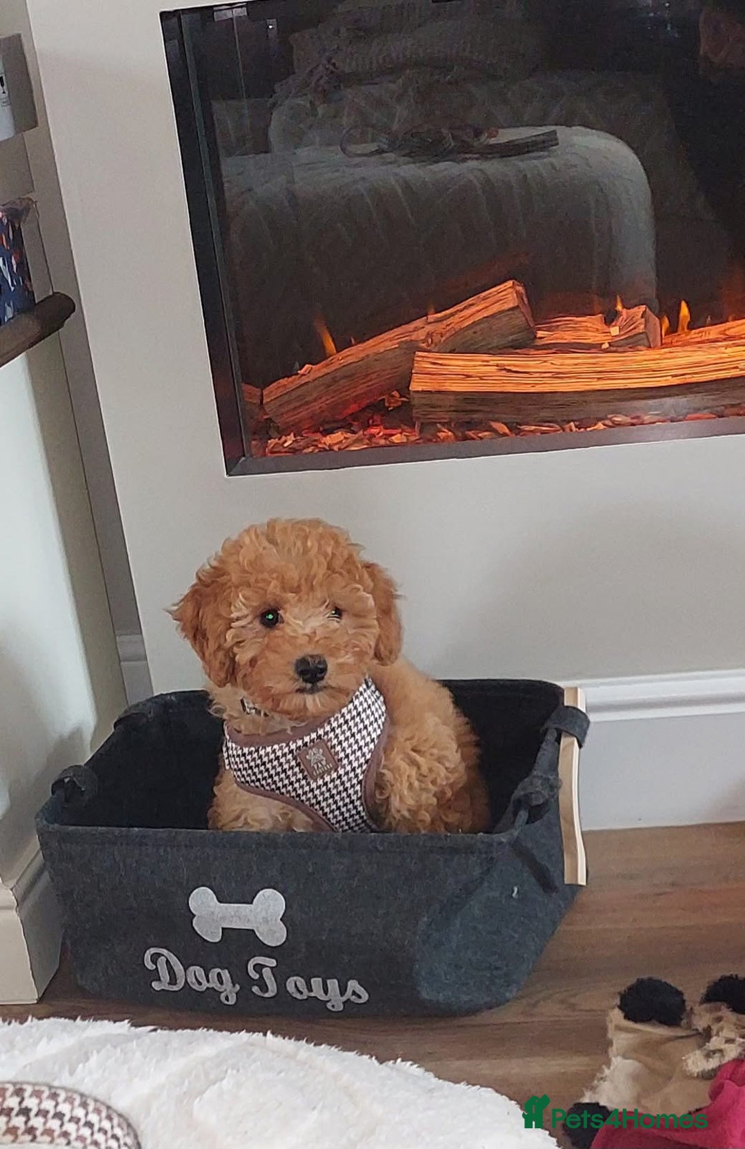 Cavachon dogs for sale: Cavapoochon Boy 16 wks old - Image 11