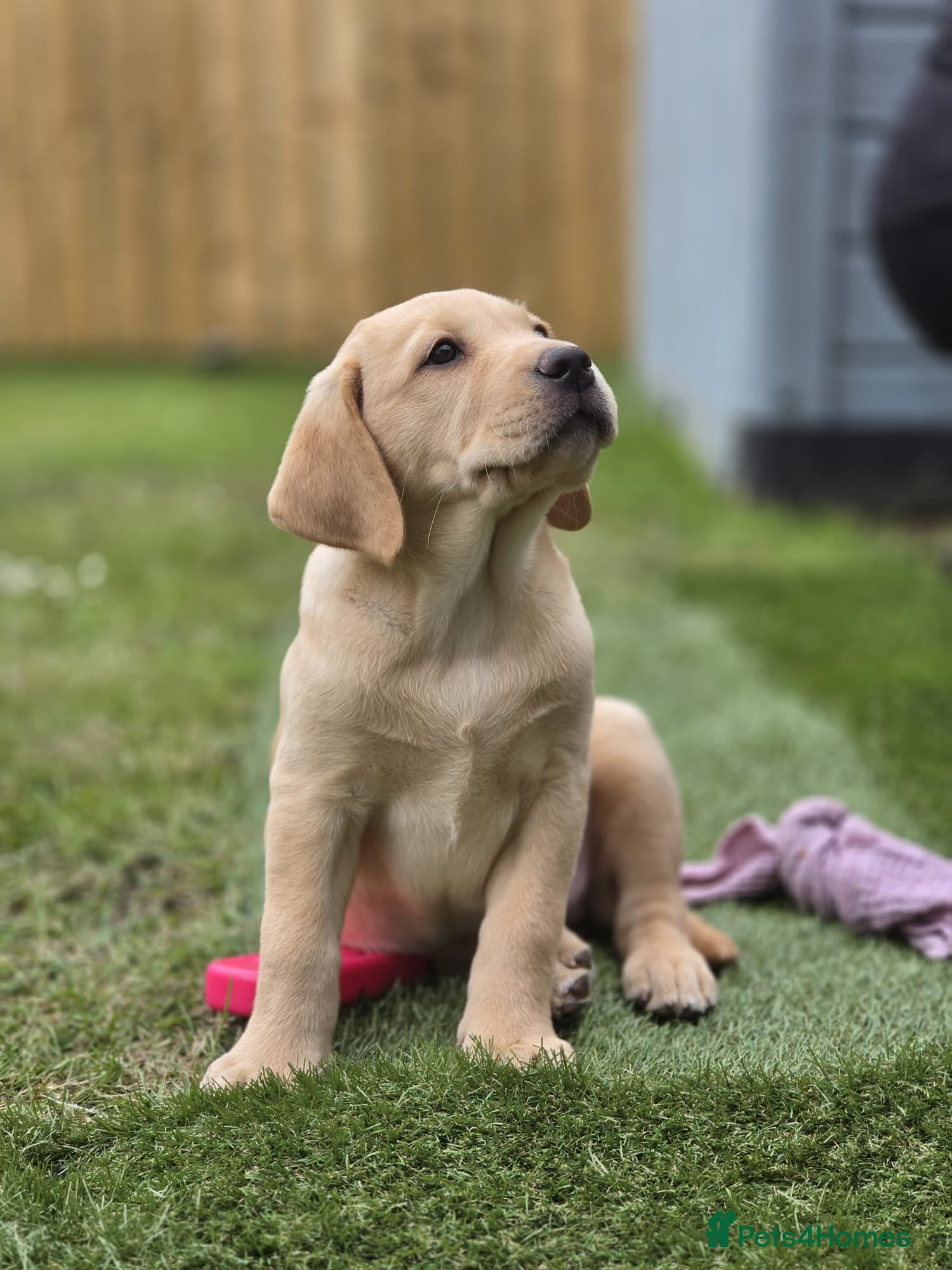 Labrador Retriever dogs KC Registered Yellow Labrador Puppies for sale   - Advert 2