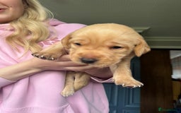 Labrador Retriever dogs for sale: Red Fox Labradors  - Advert 7