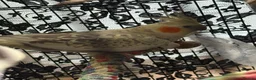 Cockatiels birds for sale: 5 cockatiels (price can be negotiated)  in Harrow - Advert 5