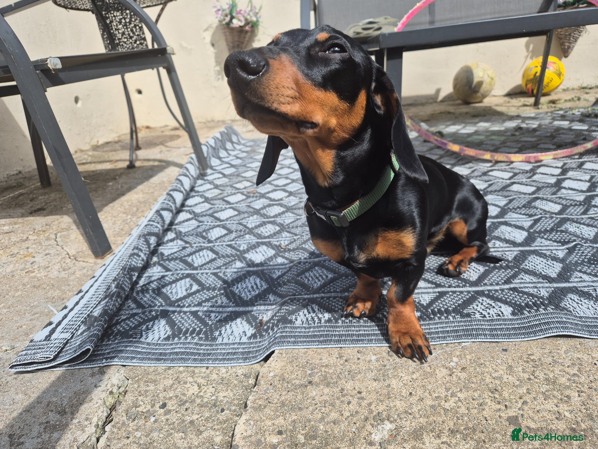 Miniature Dachshund dogs for stud: Miniature Dachshund black and Tan - Advert 9