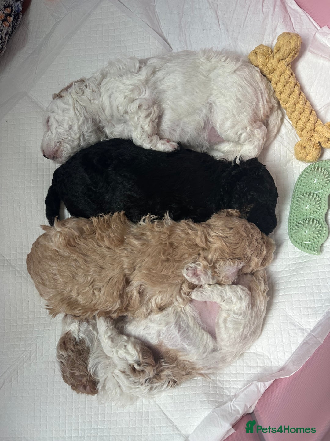Cockapoo dogs for sale: F1BB Toy Cockapoo puppies - Image 16
