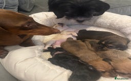 Mixed Breed dogs for sale: Schweenie pups  - Image 10