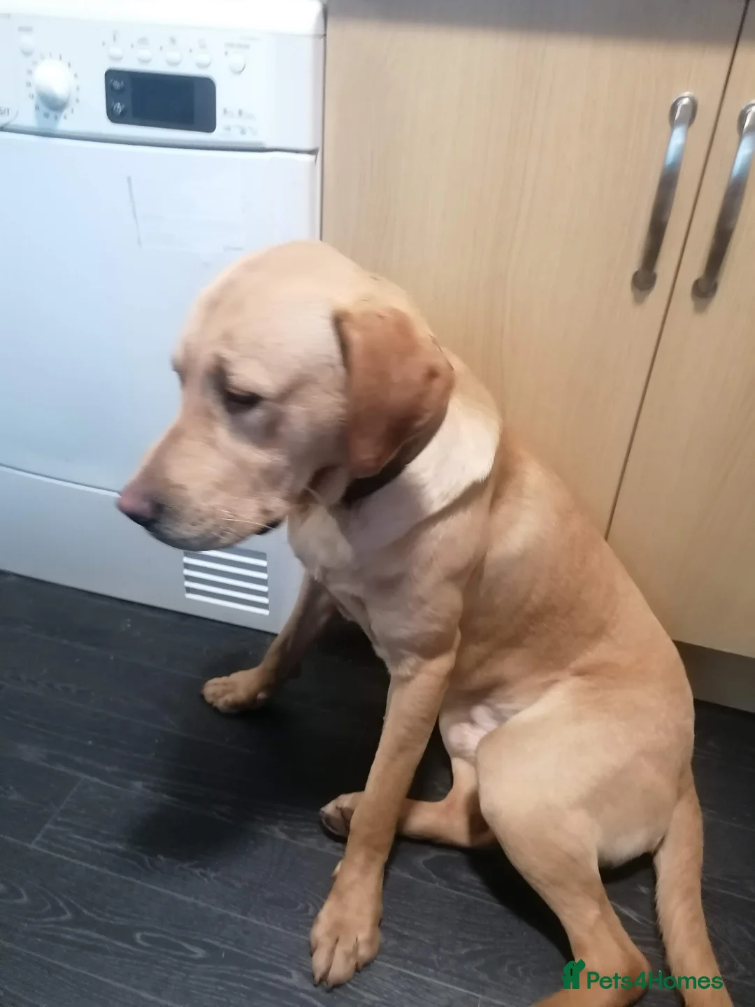 Labrador Retriever dogs for stud: GOLDEN LABRADOR STUD – HOBIE 🐾 - Advert 2