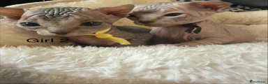 Sphynx Kitten 2