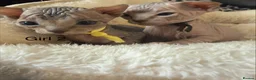 Sphynx cats for sale: Adorable Canadian Sphynx Kittens - Advert 14