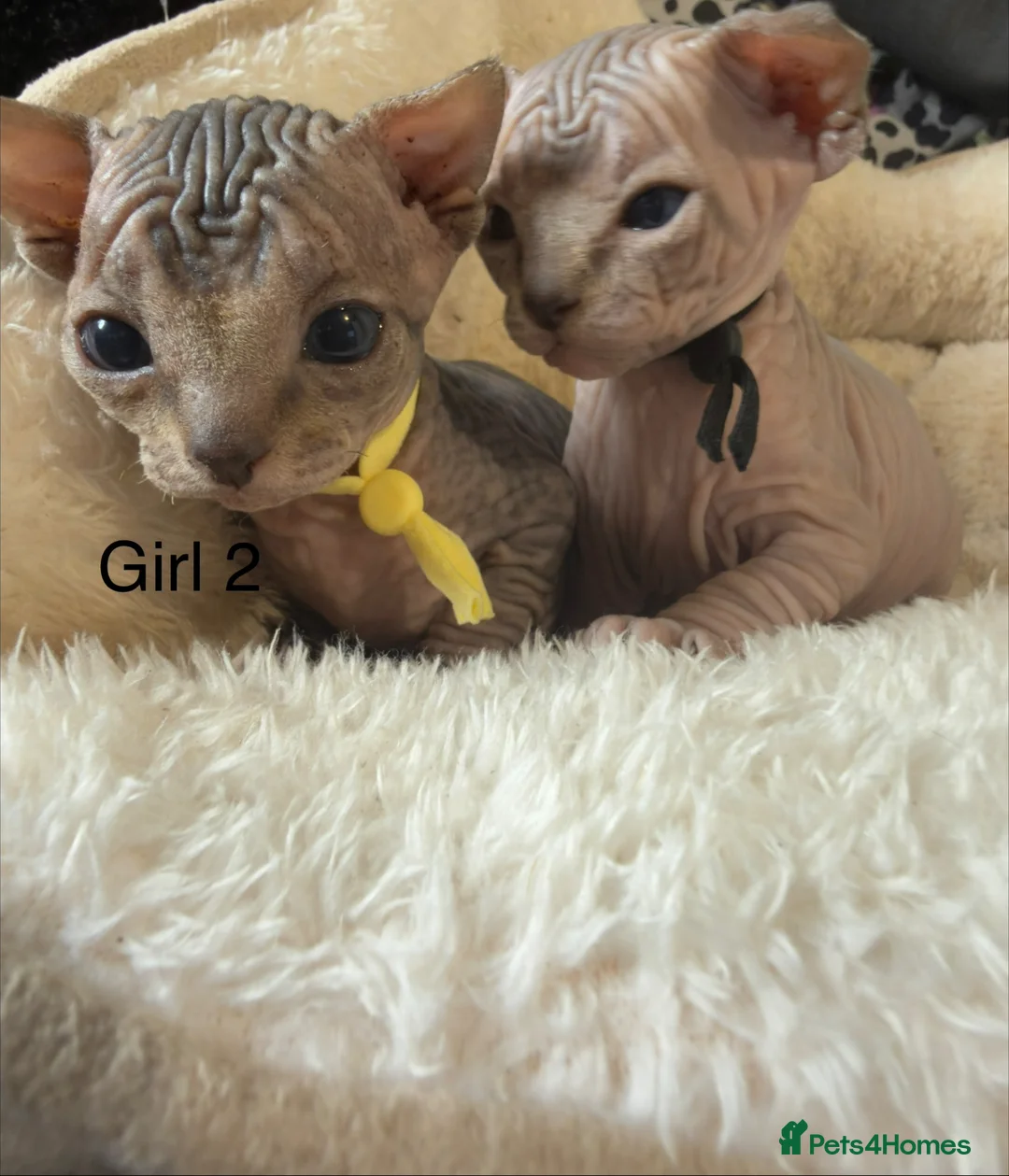Sphynx cats for sale: Adorable Canadian Sphynx Kittens - Advert 14