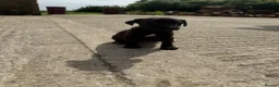 Patterdale Terrier dogs for sale: Patterdale Puppies - Advert 4