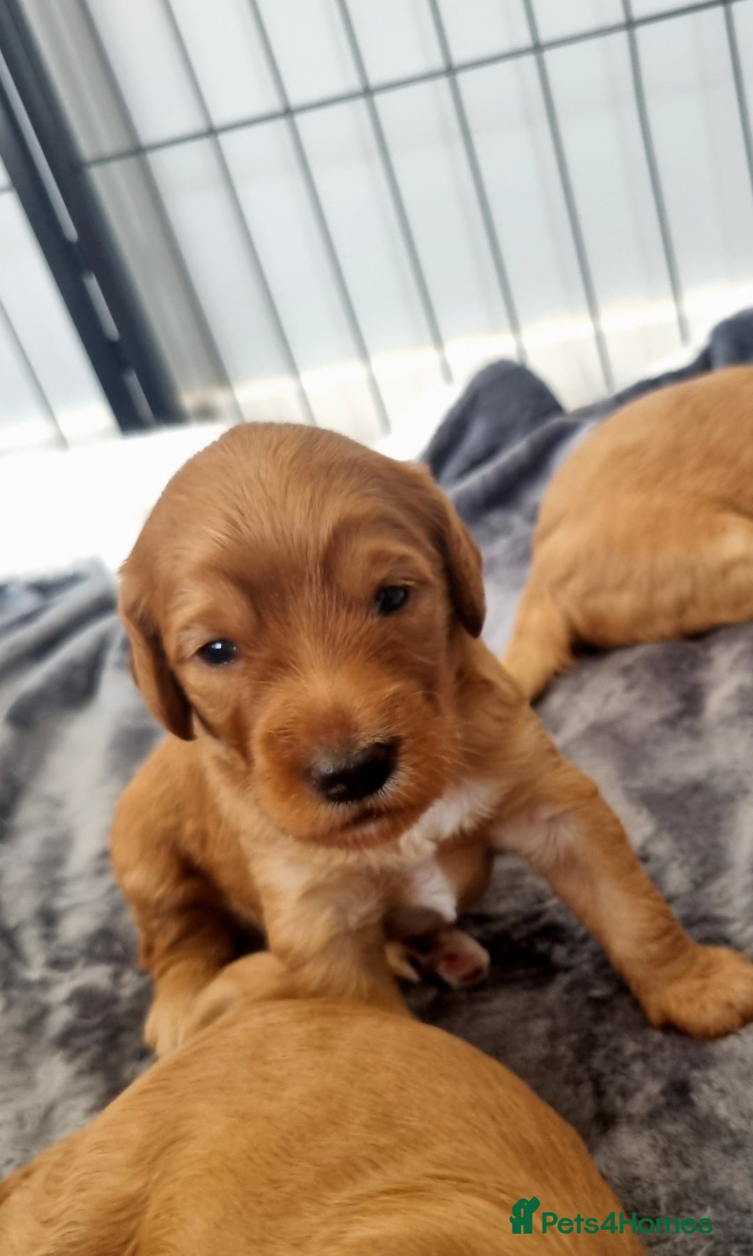 Cockapoo dogs for sale: Sweet and beautiful golden/red boy cockerpoo  - Image 5
