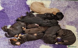Cocker Spaniel dogs for sale: 8 AMAZING KC REG WORKING COCKER SPANIEL PUPPIES - Image 27