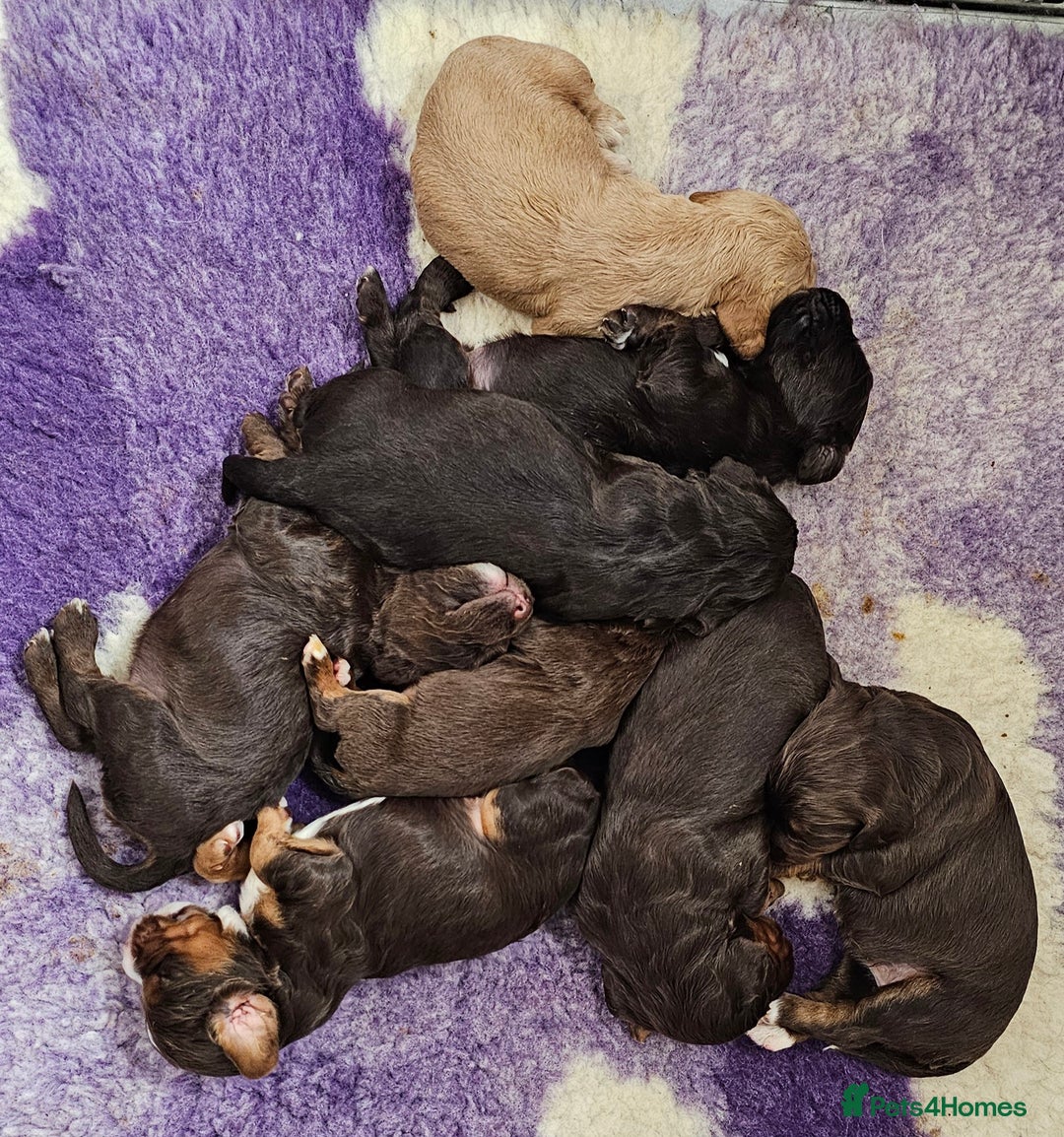 Cocker Spaniel dogs for sale: 8 AMAZING KC REG WORKING COCKER SPANIEL PUPPIES - Image 27