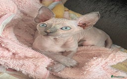 Sphynx cats for sale: 🌟Beautiful sphynx Ready for their new homes 🌟 - Image 10