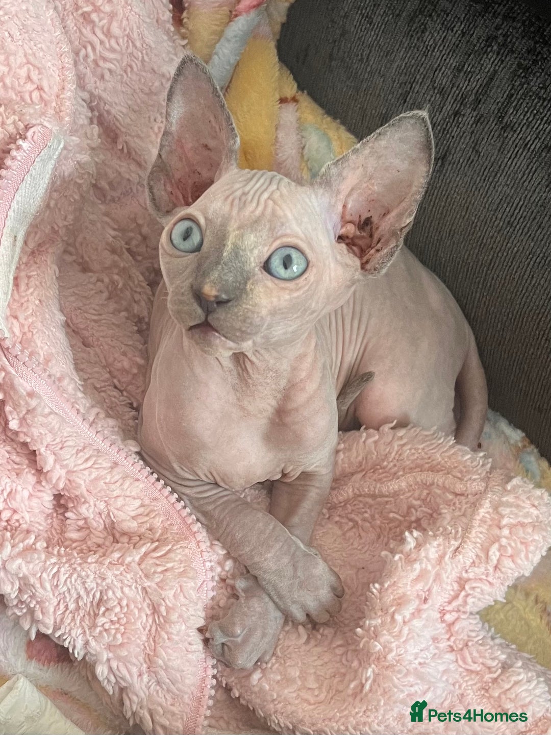 Sphynx cats for sale: 🌟Beautiful sphynx Ready for their new homes 🌟 - Image 10