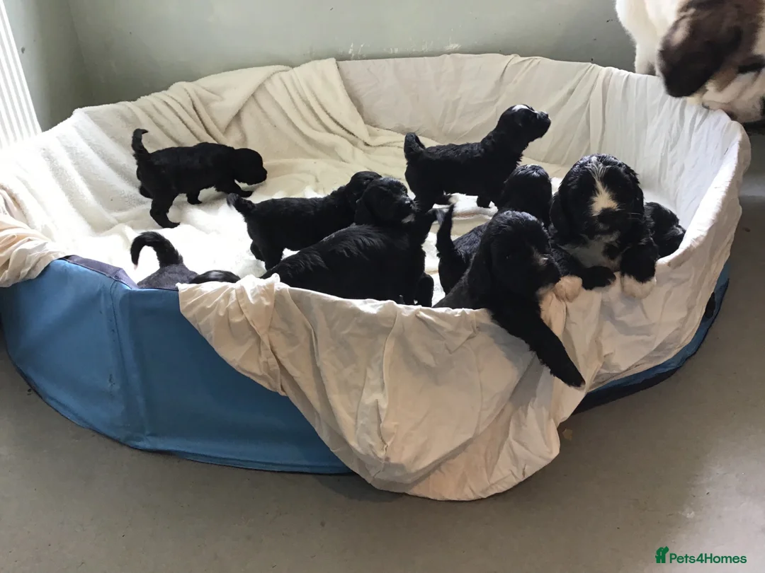 Bernedoodle dogs for sale: Amazing Saint Bernadoodle puppies - Advert 11