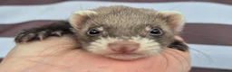 Ferret rodents for sale: Micro eu polecats ferrets  - Advert 1