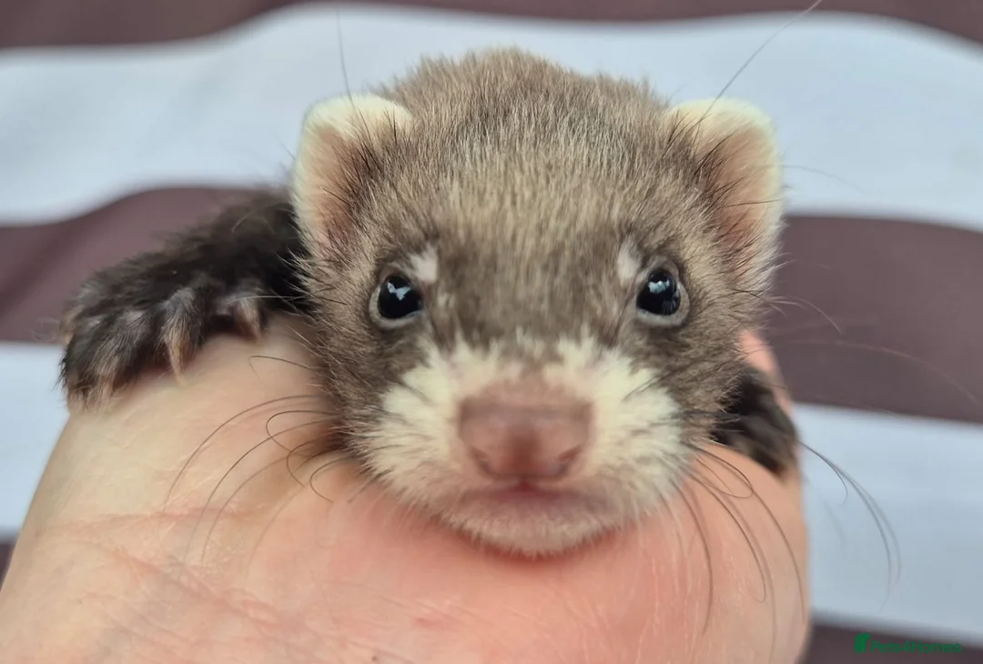 Ferret rodents for sale: Micro eu polecats ferrets  - Advert 1