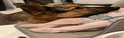 German Shepherd dogs for sale: German Shepherd - Jango  - Advert 19