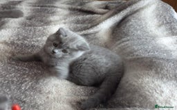 British Shorthair cats for sale: Both parents pedigrees- Dad 5x 🏆 3 boys 1 girl  - Image 7