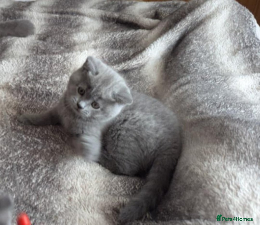 British Shorthair cats for sale: Both parents pedigrees- Dad 5x 🏆 3 boys 1 girl  - Image 7